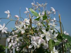 Clematis 'Appleblossom' Immergr�ne Clematis - Clematis armandii 'Appleblossom'