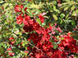 Zierquitte 'Elly Mossel' - Chaenomeles 'Elly Mossel'