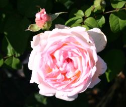 Englische Rose 'Sharifa Asma' � - Rosa 'Sharifa Asma' �