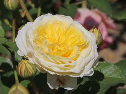 Englische Rose `The Pilgrim` �, Rosa `The Pilgrim` �, Containerware
