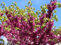 Chinesischer Judasbaum 'Avondale' - Cercis chinensis 'Avondale'