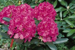 Rhododendron Hybride `Palermo`, 25-30 cm, Containerware