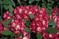 Rhododendron `Maifreude`, Rhododendron yakushimanum `Maifreude`