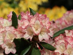 Rhododendron `Minikin`, Rhododendron yakushimanum `Minikin`
