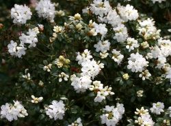 Rhododendron `Schneefl�ckchen`, 25-30 cm, Containerware