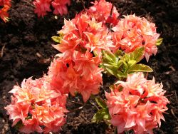 Laubabwerfende Azalee `Arista`, Rhododendron luteum `Arista` Laubabwerfende Azalee `Arista`, Rhododendron luteum `Arista`