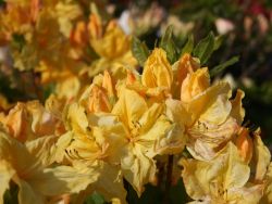 Laubabwerfende Azalee `Windsor Sunbeam`, 30-40 cm, Containerware