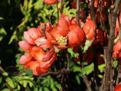 Zierquitte `Pink Lady`, 30-40 cm, Chaenomeles `Pink Lady`, Containerware