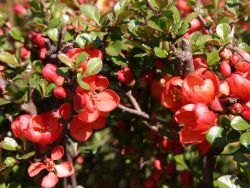 Japanische Zierquitte / Niedrige Scheinquitte - Chaenomeles japonica