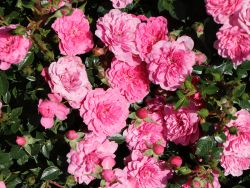 Bodendeckerrose `Knirps` �, Rosa `Knirps` �, Containerware