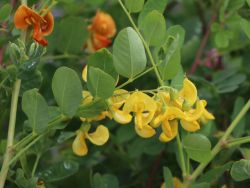Blasenstrauch, 60-100 cm, Colutea arborescens, Containerware Blasenstrauch, 60-100 cm, Colutea arborescens, Containerware