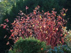 Rotholz Hartriegel / Purpur-Hartriegel 'Sibirica' - Cornus alba 'Sibirica'
