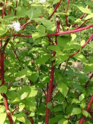 Rotholz Hartriegel / Purpur-Hartriegel 'Sibirica', 80-100 cm, Containerware