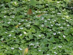 Teppich-Hartriegel, Cornus canadensis, 10-15 cm, Topfware
