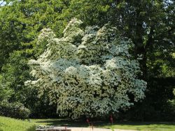 Japanischer Blumen-Hartriegel 'China Girl' - Cornus kousa 'China Girl'