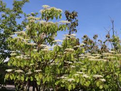 Hoher Etagen-Hartriegel / Pagoden-Hartriegel - Cornus controversa