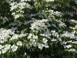 Japanischer Blumen-Hartriegel 'Schmetterling' - Cornus kousa 'Schmetterling'