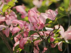 Roter Blumen-Hartriegel 'Rubra' - Cornus florida 'Rubra'