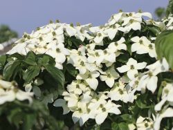 Japanischer Blumen-Hartriegel - Cornus kousa