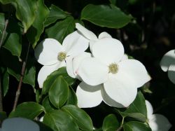 Pazifischer Bl�ten-Hartriegel - Cornus nutallii