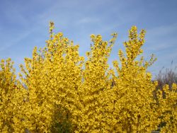 Baumschule Horstmann: Goldglöckchen / Forsythie, 60-100 cm, Forsythia x intermedia Lynwood Gold