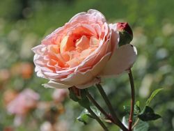 Englische Rose `Abraham Darby`  ®, Rosa `Abraham Darby`  ®