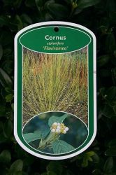 Gelbholz Hartriegel 'Flaviramea', 60-100 cm, Cornus stolonifera 'Flaviramea'