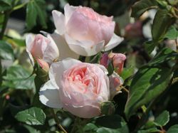 Englische Rose `Heritage` �, Rosa `Heritage` �, Containerware