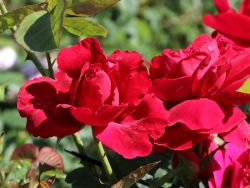 Englische Rose `L.D. Braithwaite` �, Rosa `L.D. Braithwaite` �, Containerware