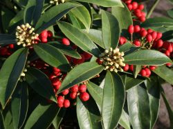 Japanische Skimmie - Skimmia reevesiana