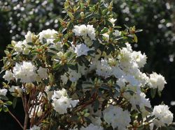 Rhododendron `April Snow`, Rhododendron dauricum `April Snow`