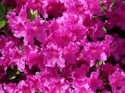 Japanische Azalee `Königstein`, Rhododendron obtusum `Königstein`