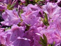 Japanische Azalee `Ledikanense`, Rhododendron obtusum `Ledikanense`