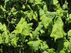 Korkenzieherhasel auf Stamm, Stamm 60 cm, Corylus avellana `Contorta` Stamm