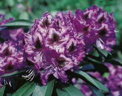 Rhododendron 'Ronkonkoma', 30 - 40 cm, 23,50 Euro