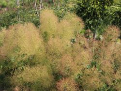 Baumschule Horstmann: Perückenstrauch / Grüner Perückenstrauch, 40-60 cm, Cotinus coggygria