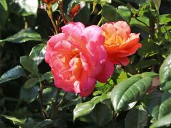 Kletterrose 'Shogun' � - Rosa 'Shogun' �