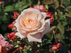 Kletterrose `Barock` ®, Rosa `Barock` ®, Wurzelware