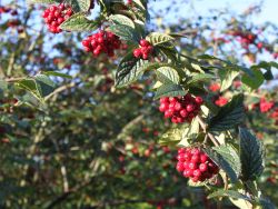 Amselbrotbaum / Gro�bl�ttrige od. Runzelige Strauchmispel - Cotoneaster bullatus