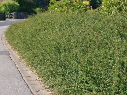 Kriechmispel Cotoneaster dammeri `J�rgl`, 20-30 cm, Containerpflanzen