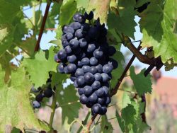 Erdbeertraube 'Isabella' / Weintraube 'Isabella' - Vitis 'Isabella'