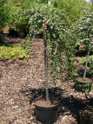 Kriechmispel 'Coral Beauty' auf Stamm, Stamm 80 cm, Stämmchen