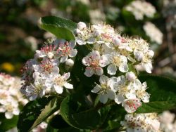 Baumschule Horstmann: Apfelbeere Hugin, 40-60 cm, Aronia melanocarpa Hugin, Containerware