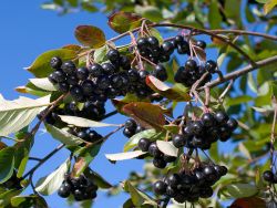 Apfelbeere 'Hugin' - Aronia melanocarpa 'Hugin'