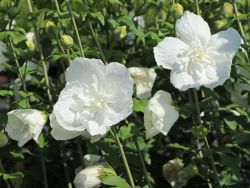 Garteneibisch 'White Chiffon'  � - Hibiscus syriacus 'White Chiffon'  �