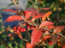 Baumschule Horstmann: Strauchmispel / Graue Strauchmispel, 80-100 cm, Cotoneaster dielsianus