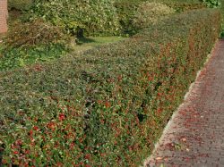 Breite Strauchmispel - Cotoneaster divaricatus