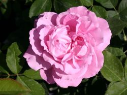 Historische Rose 'Mrs.John Laing' - Rosa 'Mrs.John Laing'