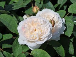 Englische Rose `Winchester Cathedral` ®, Rosa `Winchester Cathedral` ®