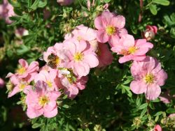 Fingerstrauch / Potentille 'Lovely Pink' - Potentilla 'Lovely Pink'  �